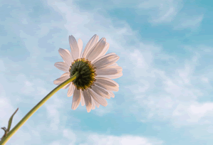 Texas Becomes First State to Purchase Bitcoin: What This Means for the Future