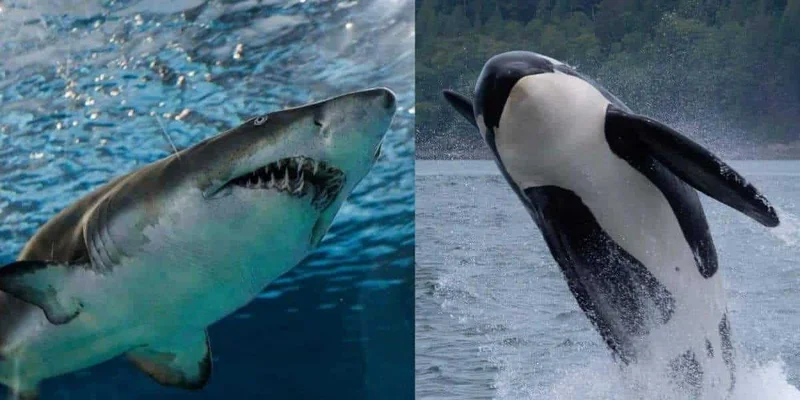 Orca: The Astonishing Intelligence We're Just Beginning to Understand